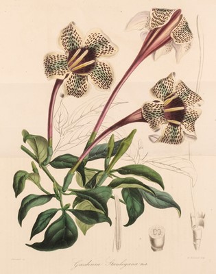 Lot 92 - Lemaire (Charles & Van Houtte, Louis). Flore des Serres et Jardins de l'Europe... , Paris