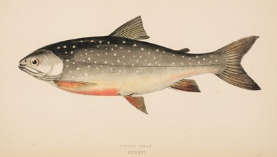 Lot 172 - Natural History. A collection of approximately 370 prints, 19th & early 20th-century