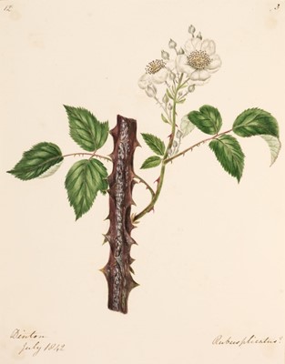 Lot 35 - Botany. An album containing approximately 285 watercolour drawings, circa 1850