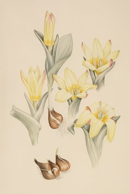 Lot 128 - Grierson (Mary, 1912-2012). Tulipa kaufmanniana, & 2 others