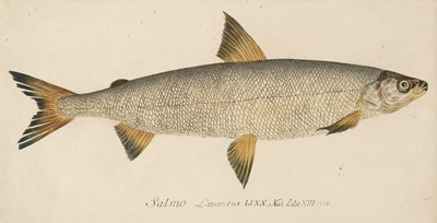 Lot 200 - Fish. A group of 4 hand-coloured engravings of fish from Carl von Meidinger... , 1785-90