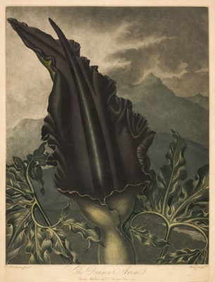 Lot 225 - Thornton (Dr Robert). The Dragon Arum, December 1st. 1801