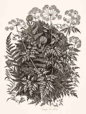 Lot 695 - Mackley (George, 1900-1983). Cow Parsley, circa 1963