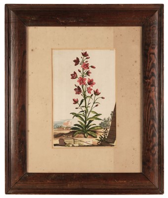 Lot 69 - Botany. Two engravings of Botanical specimens, circa 1780