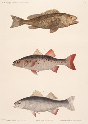 Lot 194 - Description de L'Egypte. A collection of ten engravings of fish, circa 1831