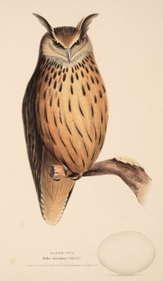Lot 55 - Meyer (Henry Leonard). Illustrations of British Birds, 4 volumes, London: Longman and Co, c.1835-44