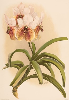 Lot 63 - Sander (Frederick). Reichenbachia, 10 volumes, 1888-1894