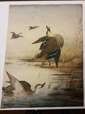 Lot 78 - Cayley (Neville Henry Peniston, 1854-1903). Shot ducks