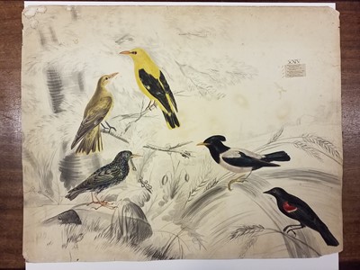 Lot 78 - Cayley (Neville Henry Peniston, 1854-1903). Shot ducks