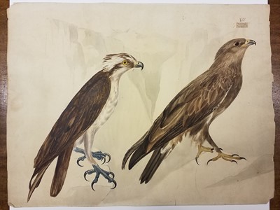 Lot 78 - Cayley (Neville Henry Peniston, 1854-1903). Shot ducks