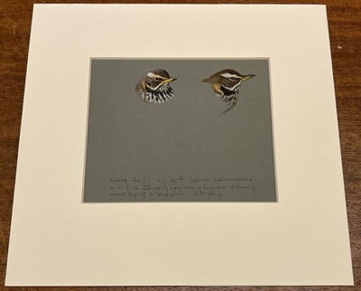 Lot 94 - Scott (Sir Peter Markham,  1909-1989). Bewick's Swans