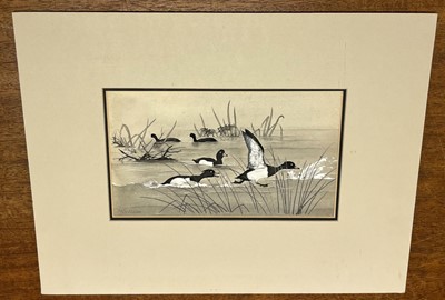 Lot 94 - Scott (Sir Peter Markham,  1909-1989). Bewick's Swans