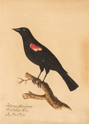 Lot 189 - Birds. A group of 7 original watercolour and pencil drawings on paper