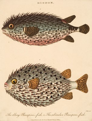 Lot 166 - Prints & Engravings. A collection of approximately 230 prints and maps, mostly 19th century