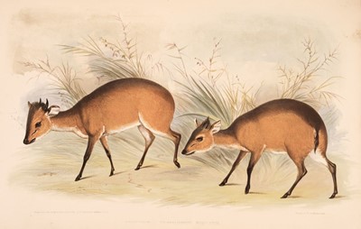 Lot 205 - Gray, John Edward. Gleanings from the Menagerie and Aviary at Knowsley Hall... ,  Knowsley, 1850