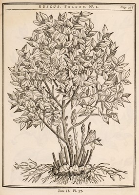 Lot 57 - Duhamel du Monceau (Henri-Louis). Traité des arbres et arbustes, 2 volumes, 1st edition, 1755