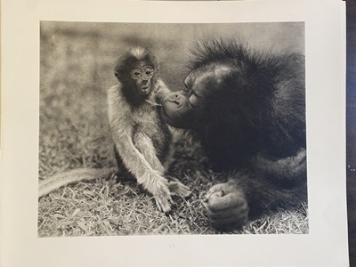 Lot 7 - Borneo. By Gregor Krause, 3 volumes, Munich, 1927