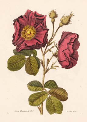 Lot 66 - Robert (Nicolas). Variae ac Multiformes Florum, 1975