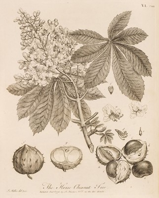Lot 62 - Evelyn (John). Silva: or, A Discourse of Forest-Trees, 1776