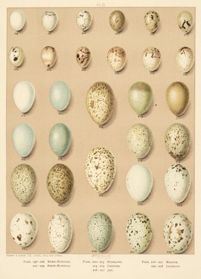 Lot 155 - Birds. Butler (Arthur G.), Birds of Great Britain and Ireland..., circa 1908