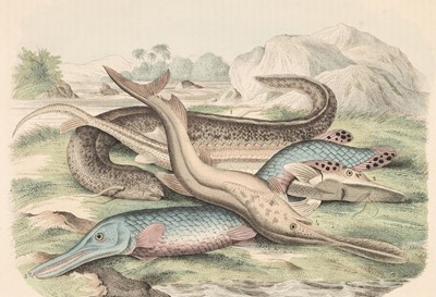 Lot 176 - Natural History. A collection of approximately 125 prints,  18th & 19th century