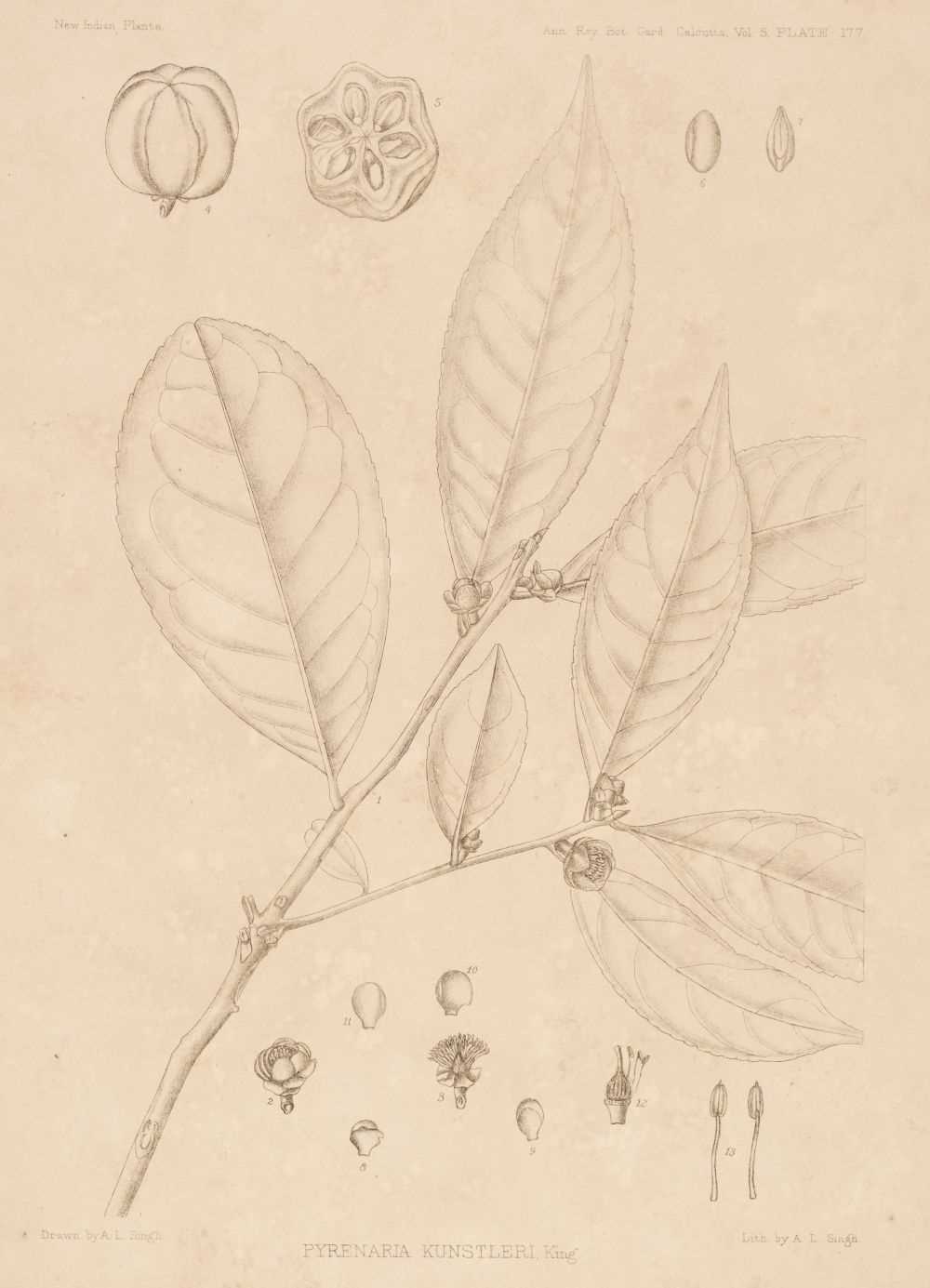 Lot 56 - Brühl (Paul). Annals of the Royal Botanic Garden, Calcutta, volume 5, pt. 2, 1896