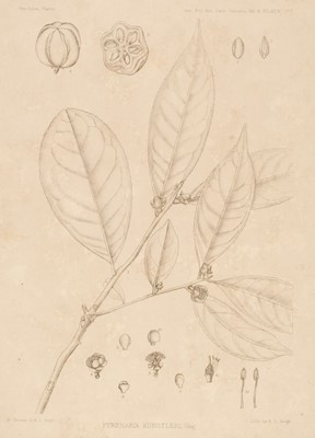 Lot 56 - Brühl (Paul). Annals of the Royal Botanic Garden, Calcutta, volume 5, pt. 2, 1896