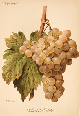 Lot 239 - Viala (Pierre & Victor Vermorel). 20 plates from the 'Ampelographie',  circa 1910