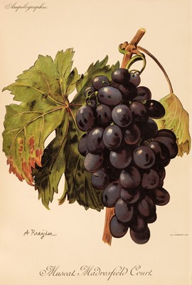 Lot 80 - Viala (Pierre). Ampelographie, volume 3 only, 1st edition, Paris: Masson et cie, 1902