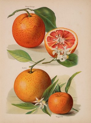 Lot 74 - Botany. A mixed collection of approximately 220 prints, 19th & 20th century