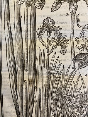 Lot 65 - Parkinson (John). Paradisi in sole Paradisus Terrestris, 1629
