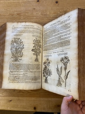 Lot 69 - Gerard (John). The Herball or Generall Historie of Plantes... very much enlarged..., 1636