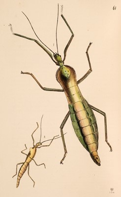 Lot 188 - Westwood (John Obadiah) Arcana Entomologica, 2 volumes, 1845