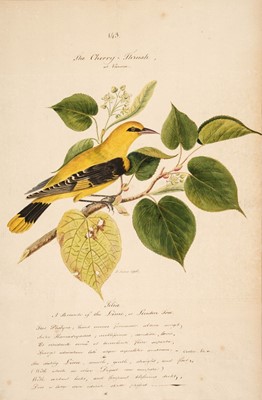 Lot 269 - Forbes (James, 1749-1819). Perching birds, c. 1796, a group of 11 watercolours of birds
