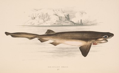 Lot 51 - Couch (Jonathan). A History of the Fishes of the British Islands, 4 volumes, 1877-78
