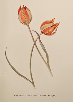 Lot 50 - Dykes (William Rickatson). Notes on Tulip Species, 1st edition, London: Herbert Jenkins Ltd., 1930