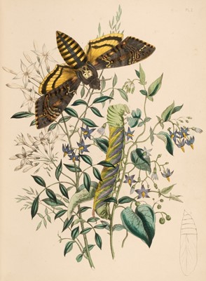 Lot 54 - Humphreys (Henry & Westwood, John). British Moths and their Transformations, 2 vols., 1844