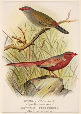 Lot 186 - Ornithology. A collection of approximately 240 prints, 19th & early 20th century