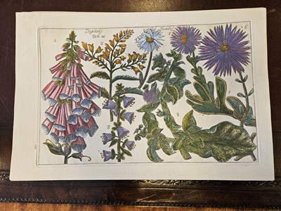 Lot 150 - Cammareri (Mario & Arena Filippo). Twenty-two Botanical Engravings [[1767 - 71]