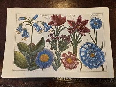 Lot 150 - Cammareri (Mario & Arena Filippo). Twenty-two Botanical Engravings [[1767 - 71]