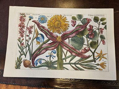 Lot 150 - Cammareri (Mario & Arena Filippo). Twenty-two Botanical Engravings [[1767 - 71]
