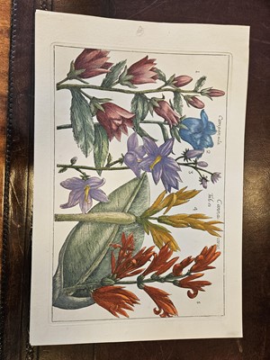 Lot 150 - Cammareri (Mario & Arena Filippo). Twenty-two Botanical Engravings [[1767 - 71]