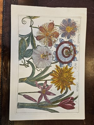 Lot 150 - Cammareri (Mario & Arena Filippo). Twenty-two Botanical Engravings [[1767 - 71]