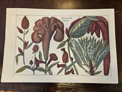 Lot 150 - Cammareri (Mario & Arena Filippo). Twenty-two Botanical Engravings [[1767 - 71]