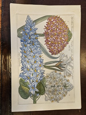 Lot 150 - Cammareri (Mario & Arena Filippo). Twenty-two Botanical Engravings [[1767 - 71]