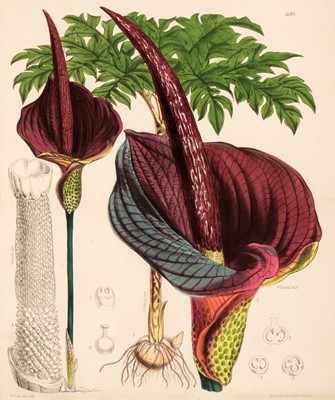 Lot 644 - Curtis (William). Curtis's Botanical Magazine, 3 volumes, 1874-76