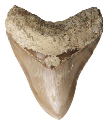 Lot 629 - Megalodon Tooth. A large Megalodon tooth found in Indonesia, Miocene period