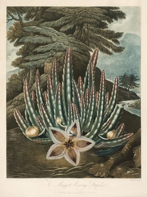 Lot 187 - Stadler (Joseph Constantine, active 1780-1812). The Maggot-Bearing Stapelia, Dr. Thornton, July 1st. 1801