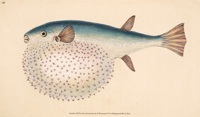 Lot 57 - Donovan (Edward). The Natural History of British Fishes, 5 volumes, 1808