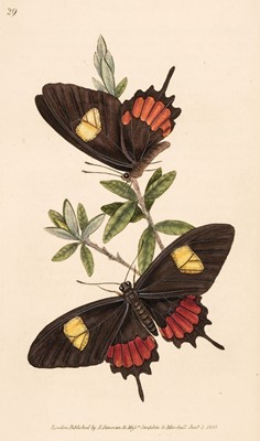 Lot 654 - Donovan (Edward). The Naturalist's Repository or Miscellany of Exotic Natural History